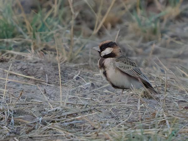 <h3><a href="/trips/tanzania/biota/animalia/chordata/aves/040 passeriformes/073 alaudidae/eremopterix leucopareia/eremopterix leucopareia-nl.html">Eremopterix&nbsp;leucopareia</a> / Fischer's&nbsp;sparrow‑lark / Bruinkapvinkleeuwerik</h3>OM-1 Mark II met OLYMPUS M.150-400mm F4.5, 1/800 sec  bij F4.5, ISO 10000, afstand 15.7&nbsp;m